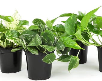 Live Pothos Plants 4 Pack, Easy Care Trailing Devil's Ivy Bundle