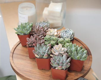 Deluxe Live Succulents (12 Pack), 6 Unique Varieties in Sets of 2, Assorted Colors & Shapes, Easy Plant Care, 2 in Pots