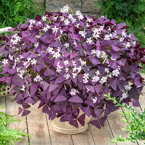 Oxalis Variegated - Etsy