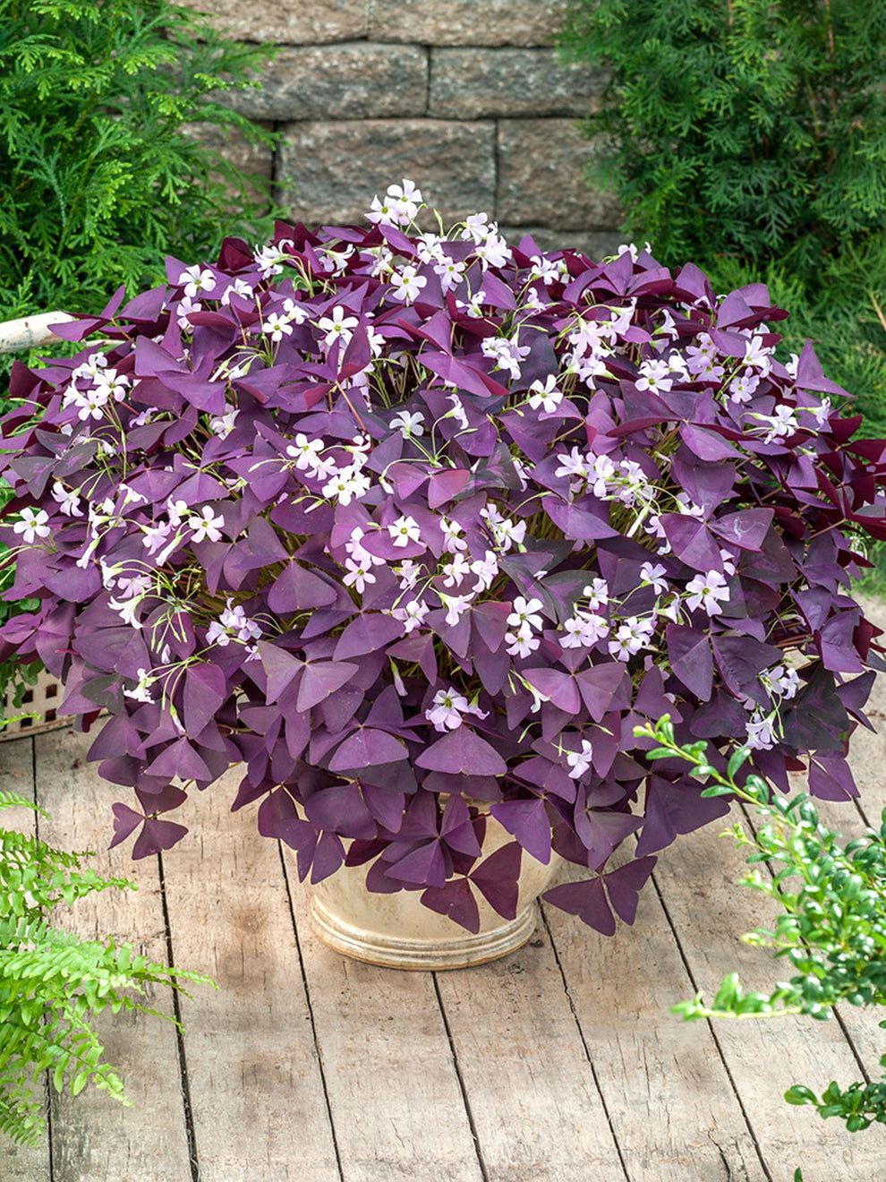 Oxalis Triangularis Variegated - Etsy