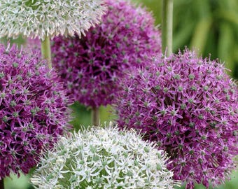 240+ Rare Allium Giganteum Seeds Mix | Heirloom Giant Onion Flower Seeds
