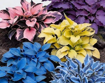290+ Rare Hosta Seeds for Planting, Mixed Color Perennial Non GMO Shade Garden Seeds