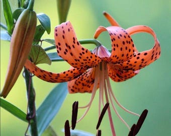 50 Orange Tiger Lily Seeds Rare Heirloom Flower Seeds for Planting
