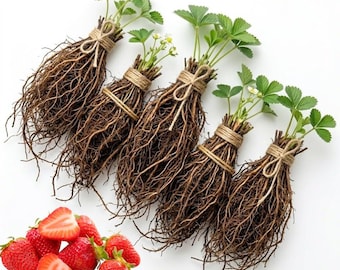 Ruby Giant Strawberry Plants | 5 Large Sweet Strawberry Runners Live Plants