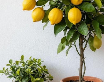Dwarf Lemon Seeds Bonsai Tree | Heirloom Citrus Limon Seeds Non GMO