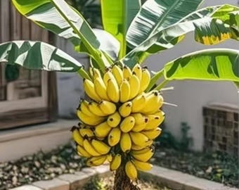 Banana Tree Seeds for Planting | Tropical Fruit Plant, Indoor Garden, Patio Bonsai (10 Seeds)