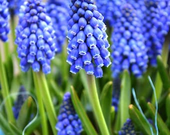 15 Grape Hyacinth Bulbs, Blue Muscari Armeniacum Flowers Bulbs for Spring Garden Planting