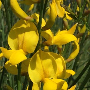 May include: Bright yellow flowers of a broom plant with slender green stems and unopened buds. The petals are rounded and curved, displaying a vibrant golden hue with subtle orange-toned veins visible on the central petals of the blossoms.