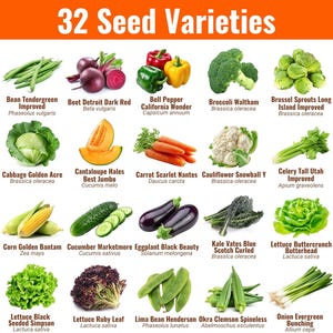May include: A colorful image showcasing 32 seed varieties, including beans, beets, peppers, broccoli, Brussels sprouts, cabbage, cantaloupe, carrots, cauliflower, celery, corn, cucumbers, eggplant, kale, lettuce, lima beans, okra, and onions. Text at the top reads "32 Seed Varieties."
