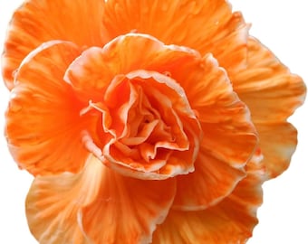 3 Begonia Picotee Lace Apricot Bulbs Shade Loving Summer Flowers