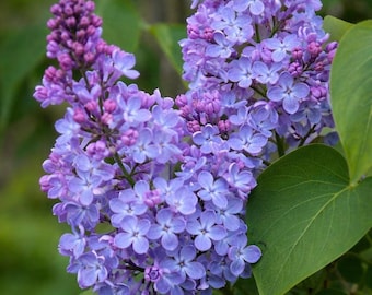 220+ Mixed Lilac Seeds, Fragrant Perennial Flower Bush Seeds for Gardens