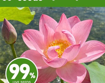 Mixed Color Lotus Seeds for Planting | Bowl Lotus, Water Lily Blooms (60+)
