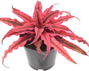 Super Pink Earth Star Plant | Cryptanthus Live Indoor Houseplant 4 Inch Pot