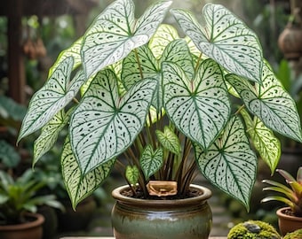 Green White Caladium Bulbs 6 Pack Elephant Ear Tropical Shade Garden Plants