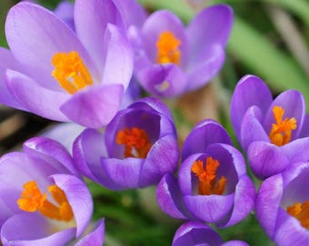 20 Blue Moon Crocus Bulbs Purple Spring Flowers for Garden Borders