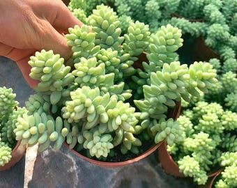 Donkey Tail Succulent Live Plant, Burro’s Tail Hanging Houseplant 4 Inch