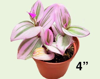 Tradescantia Nanouk Live Succulent 4 Inch Indoor Houseplant Easy Care Gift Plant