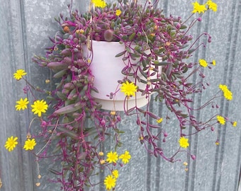 Ruby Necklace Succulent Live Plant, Trailing Houseplant for Hanging Baskets