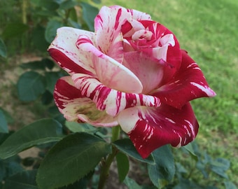 20 Twin Rose Seeds, Rare Red White Heirloom Flowers for Romantic Gardens