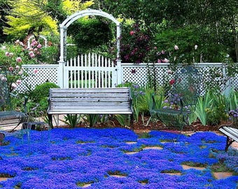 20,000+ Creeping Thyme Seeds, Magic Blue Ground Cover Perennial Thymus Serpyllum