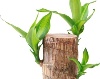 Brazilian Lucky Wood Plant | Live Indoor Water Plant Home Office Decor