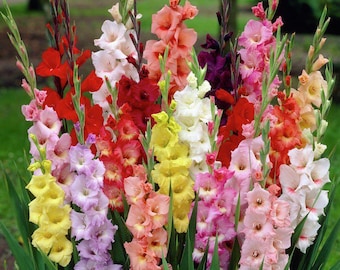 50 Mixed Gladiolus Bulbs Jumbo Summer Flower Bulbs Assorted Colors