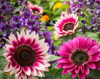 Pink Sunflower Seeds 50 Pack Rare Heirloom Strawberry Flower Garden Seeds