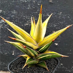 Variegated Pinguicula - Etsy