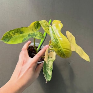 geranien künstlich 6 Stück Künstliche Geranien UV-beständige Kunstblumen für Außenbereich –  kunstblumenshop