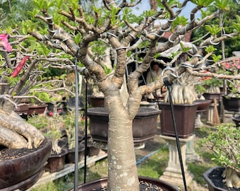 Bonsaiboom adenium arabicum – volwassen woestijnroos, caudexplant – handgetraind verzamelaarsexemplaar