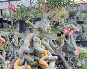Seltene Adenium Obesum Twisted Root Bonsai | Lebendige Wüstenrose | Exotischer Caudex Sukkulente | Handgemachte Bonsai | Sammler Pflanze