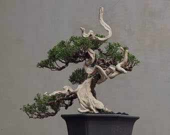 Bonsai Juniperus Sargenti Itoigawa Bonsai tree Tanuki Style