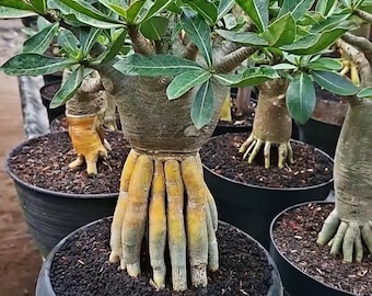 Bonsái raro de Adenium arabum - Planta viva de rosa del desierto de raíz dorada de pulpo
