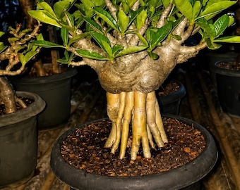 Adenium Golden Root Bonsai: Gęsta, wysoka róża pustynna z różowymi kwiatami