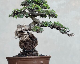 Water Jasmine Bonsai On The Rock Live Tree