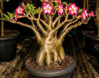 Rare Adenium Obesum Desert Rose Bonsai: Thick Caudex, Pink Flowers, Exotic Succulent