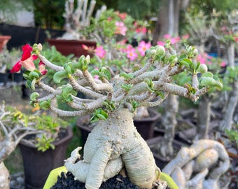 Rare Adenium Arabicum ‘Octopus’ Bonsai Live Plant | Thick Caudex Desert Rose | Flowering Succulent | Collector Caudiciform Plant