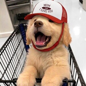 以下が含まれることがあります： 「MOM I LOVE YOU 2026」の文字が入った赤と白のトラッカーハットをかぶったゴールデンレトリバーの子犬が、ショッピングカートの中に座っています。犬は口を開けていて、笑顔のように見えます。