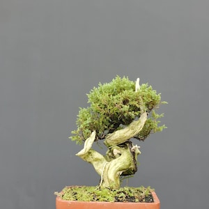 Op de afbeelding: Een kleine bonsai boom met een gedraaide stam en heldergroene bladeren. De boom staat in een rechthoekige terracotta pot, met mos dat de aarde bedekt. De bonsai wordt gepresenteerd op een houten oppervlak tegen een grijze achtergrond.