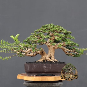 Bonsaï Premna microphylla rare, bonsaï vivant de taille moyenne, œuvre d'art vivante unique, bonsaï de collection