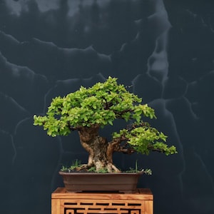 Può includere: Un bonsai con un tronco marrone spesso e strutturato e foglie verde brillante, piantato in un vaso rettangolare in ceramica marrone. L'albero è posizionato su un supporto in legno con un motivo decorativo intagliato.