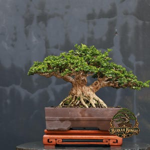 Lebender Bonsai-Baum Premna microphylla, kleine Größe, einzigartige lebende Kunst
