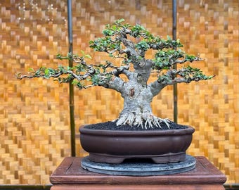 Wrightia Religiosa Small Size Bonsai Tree live Plant
