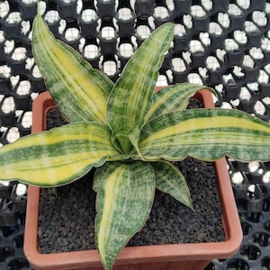 Sansevieria nalika variegated