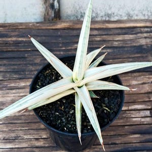 Real picture Sansevieria bella platinum white