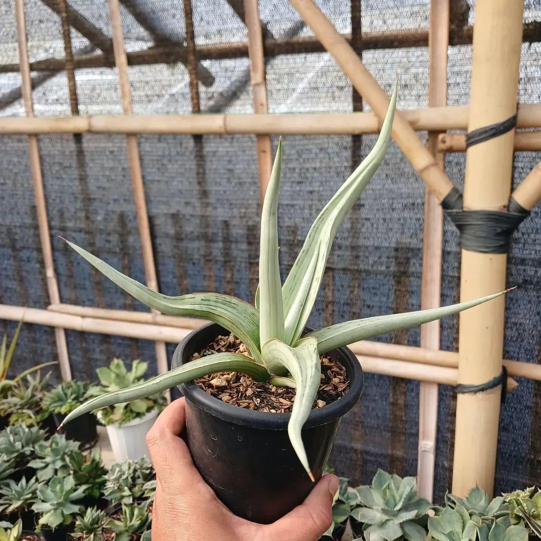 Sansevieria Dancing Dragon Real Picture Live - Etsy