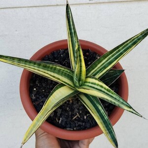 Real picture Sansevieria ferro white variegated
