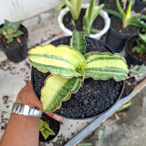 Könnte beinhalten: Eine Topf-Sansevieria-Pflanze mit breiten, wellenförmigen Blättern. Die Blätter sind eine lebendige Mischung aus Gelb und Grün mit dunkelgrünen Streifen. Die Pflanze steht in einem schwarzen Topf mit dunkler, strukturierter Erde.