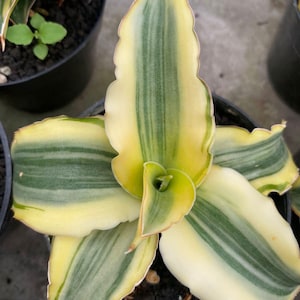 Sansevieria Katana - Etsy