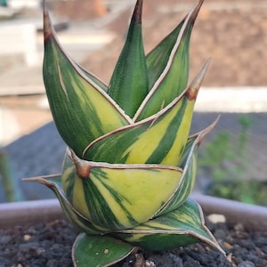 Real picture Sansevieria dagger